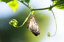 Butterfly On Green Plant