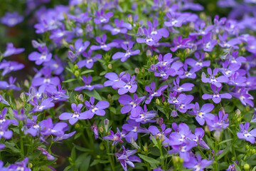 Purple flowers in full bloom，Lobelia erinus