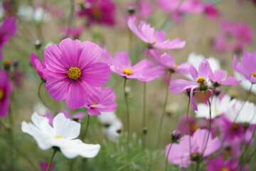 various color of cosmos in full bloom