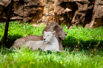 The white lion, bleached lion.