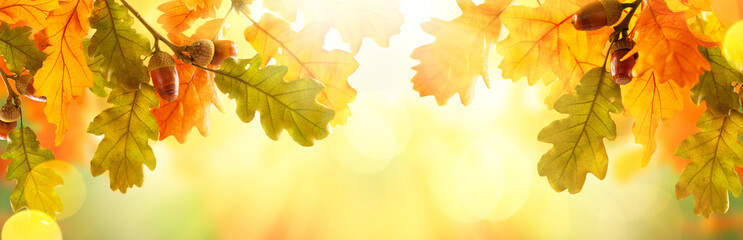Autumn yellow leaves of oak tree with acorns in autumn park. Fall background with leaves in sun lights with bokeh. Beautiful nature landscape.