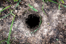 Gopher Burrow In The Ground