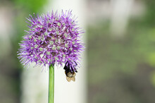 A Furry Bumblebee In A Funny Angle Collects Nectar From A Leek Inflorescence Against The Background Of A Blurred Garden.