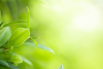 Wall Mural - Closeup beautiful view of nature green leaves on blurred greenery tree background with sunlight in public garden park. It is landscape ecology and copy space for wallpaper and backdrop.