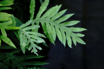Poster - Green leaves pattern isolated on a black background