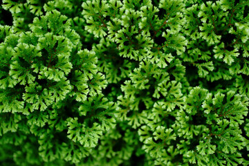 Poster - Green leaves pattern isolated on a black background