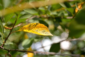 Wall Mural - Yellow autumn leaf, autumn cherry.