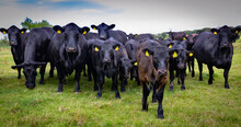 Black Angus Cattle And Calves