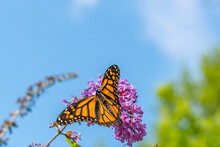 Orange Monarch Butterfly Perched On Purple Butterfly Bush In Garden On Sunny Summer Day
