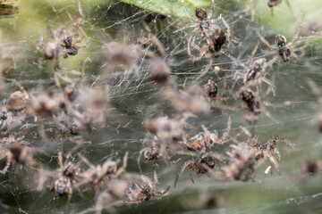 spiders on web