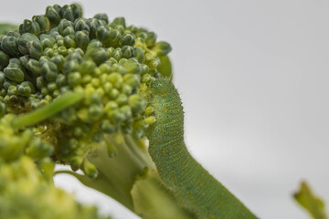 Caterpillar green cabbage white Butterfly broccoli