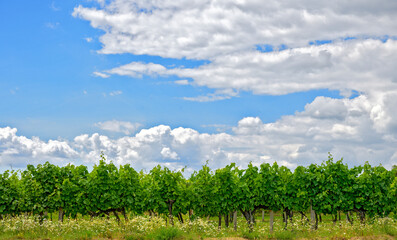 Cloudy sky and green vineyard