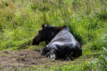 large brown moose resting in its paddock in summer