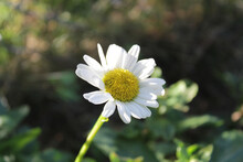 Single Shasta Daisy Flower In Dappled Sunlight