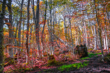 Hiking trail at magical austral Magellanic subpolar forests in Tierra del Fuego National Park, near Ushuaia and Beagle Channel, Patagonia, Argentina