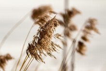 View Of Reeds Against White Background