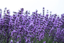 Field Of Lavender, Lavandula Angustifolia, Lavandula Officinalis , On White Background