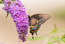 Swallowtail Butterfly Perched On Purple Butterfly Bush Flower In Garden In Summer