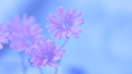 Wall Mural - purple flowers on a blue blurred background. beautiful floral banner. selective soft focus.