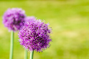 blooming purple flowers of decorative garlic on a blurred green natural background