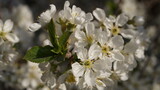 Fototapeta Lawenda - bee on a flower