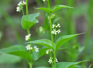 Sticker - In spring, Vincetoxicum hirundinaria blooms in the forest