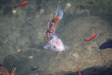 Wall Mural - Ein Koi schwimmt mit kleineren Koi Fischen im Teich