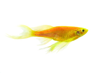 Danio aquarium fish isolated on a white background