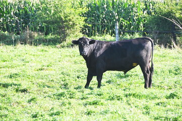 Poster - Black Angus Bull