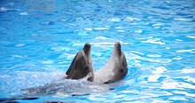 Beautiful Two Dolphins Swim In The Pool Water Of The Dolphinarium.