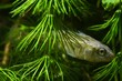 ninespine stickleback, Pungitius pungitius, freshwater wild fish, domesticated in European biotope aquarium, hides and watches from its shelter for prey, biotope planted design