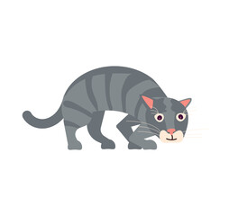  Funny gray cat