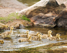  Canadian Geese Stock Photos. Canadian Geese Gosling Babies In The Water With Rock Background, Displaying Bodies, Wings, Head, Neck, Beak, Plumage In Their Environment And Habitat And Enjoying The Day