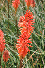 Wall Mural - Vertical shot of beautiful Kniphofia Nancy's Red flower on background of a field with flowers