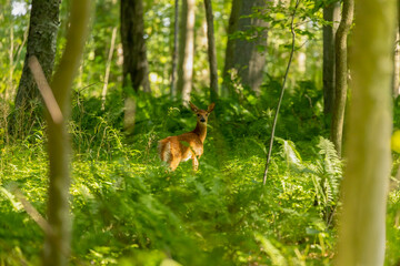 Fototapete - The white-tailed deer, fawn in early forest