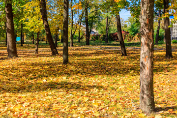 Canvas Print - Fallen colorful maple leaves on ground in autumn city park