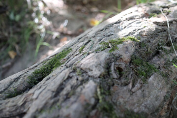 Sticker - Closeup texture of a tree bark covered with moss in a forest