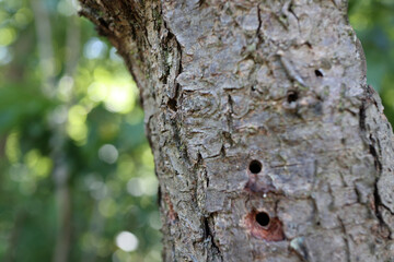 Sticker - Closeup texture of an old tree trunk