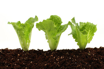 a variety of fresh lettuce seedlings