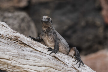 Poster - Closeup shot of a big gray iguana on the tree