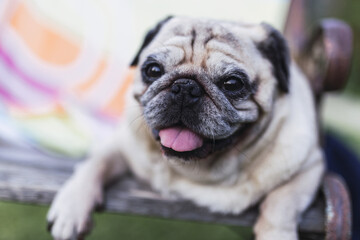 Wall Mural - Cute pug dog playing in a park at daytime