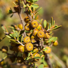 Green Tea-tree (Leptospermum coriaceum) is a dense, spreading shrub native to South Australia that grows to 2 m high by 2 m wide. Flowers are white, about 2 cm in diameter, and seen mainly in spring.