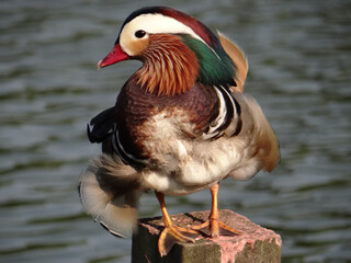 Poster - Closeup shot of a male mandarin duck