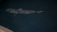 Slowly, A Shark In The Galapagos Is Swimming Away To The Darkness Of The Sea.
