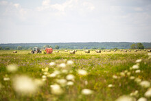 Green Field With White Flowers In Summer. A Tractor Collects Grass In Round Stacks In The Background. Harvesting, Agricultural Machinery, Livestock Feed, Combine Work
