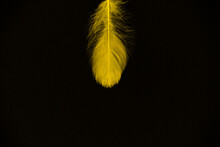 Yellow Feather Isolated On A Black Background - Perfect For Wallpaper