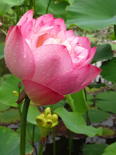 Vertical Shot Of Lovely Lotus Flower With Leaves On The Background And With Waterdrop On Petals