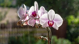 Fototapeta Storczyk - Storczyk Phalaenopsis, Jeden z najpiękniejszych kwiatów z rodziny storczyków, występujący naturalnie w Azji południowo-wschodniej oraz północnej Australii.