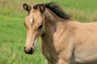 © Dasya - Dasya - Attentive falcon color foal with head and mane in close-up