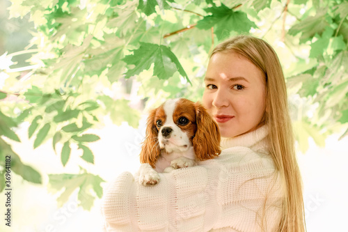 blonde cavalier king charles spaniel